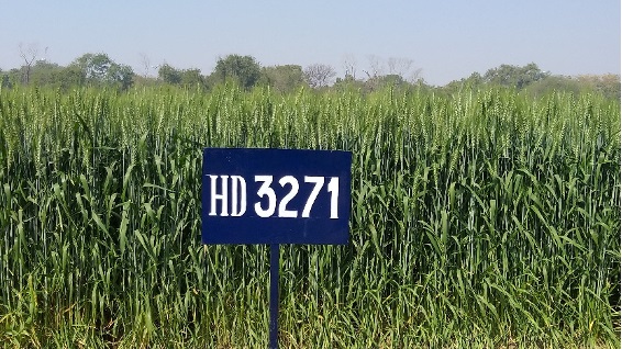 HD-3271 